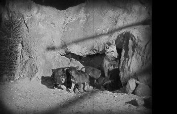 Clash of the Wolves (1925) download