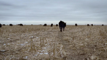 The Informant: Fear and Faith in the Heartland (2021) download