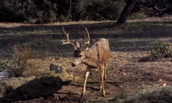 Old Yeller (1957) download