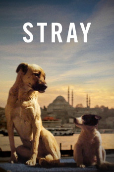 Stray (2022) download