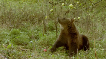 Chernobyl Reclaimed: An Animal Takeover (2007) download