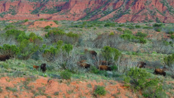 Deep in the Heart: A Texas Wildlife Story (2022) download