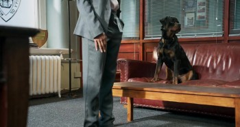 Show Dogs (2018) download