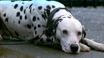 101 Dalmatians (1996) download